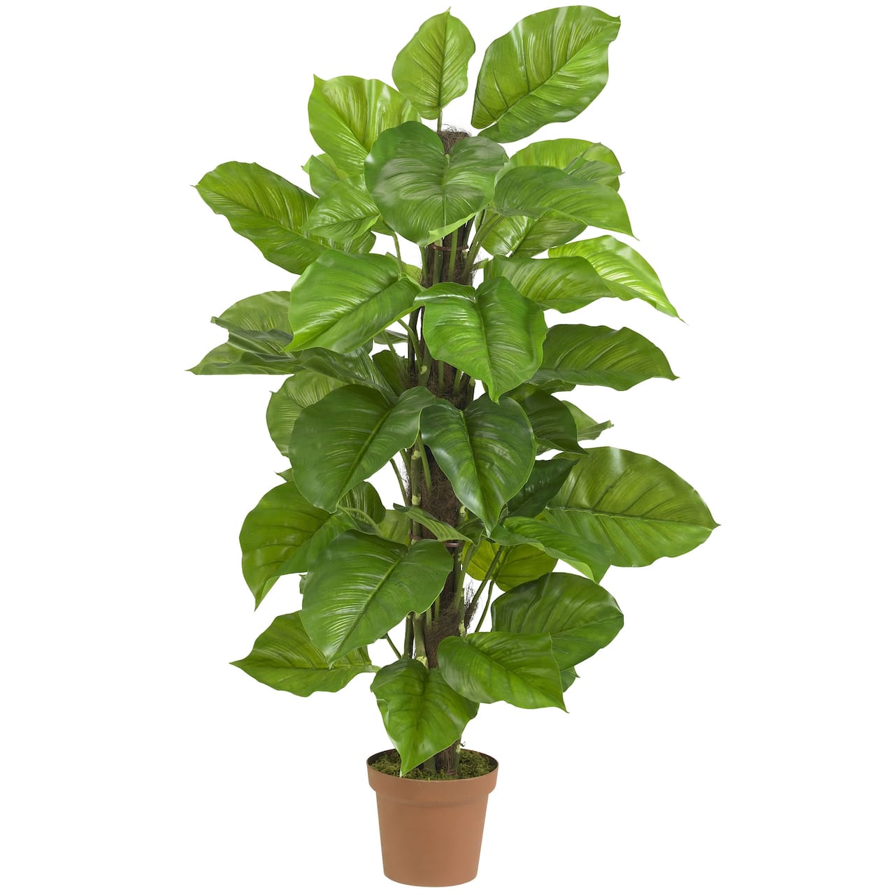 4.3ft. Potted Large Leaf Philodendron Plant